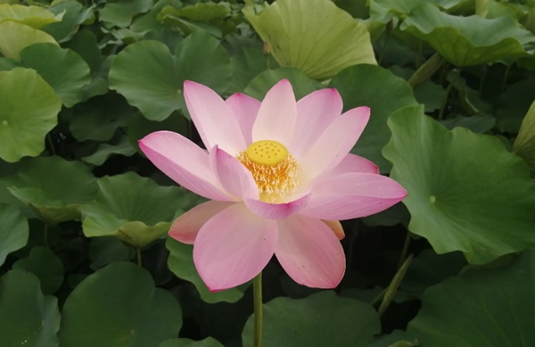 荷仙子湿地(图3)