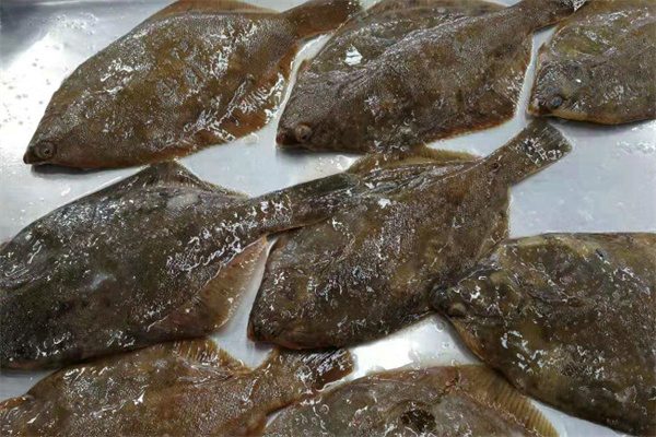 蓬莱地生子(图1) 蓬莱地生子(图1)