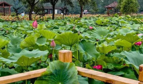 荷仙子湿地(图4)