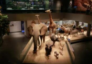 浙江自然博物馆安吉馆亲子游攻略，探索亚洲最大自然博物馆奇妙体验-和风乐游农庄 - 和风乐游农庄