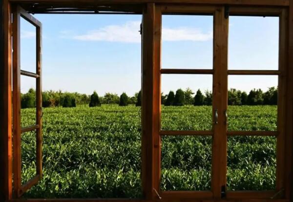 云过山丘茶旅文化园(图4)