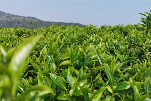 日照绿茶(图1) 日照绿茶(图1)