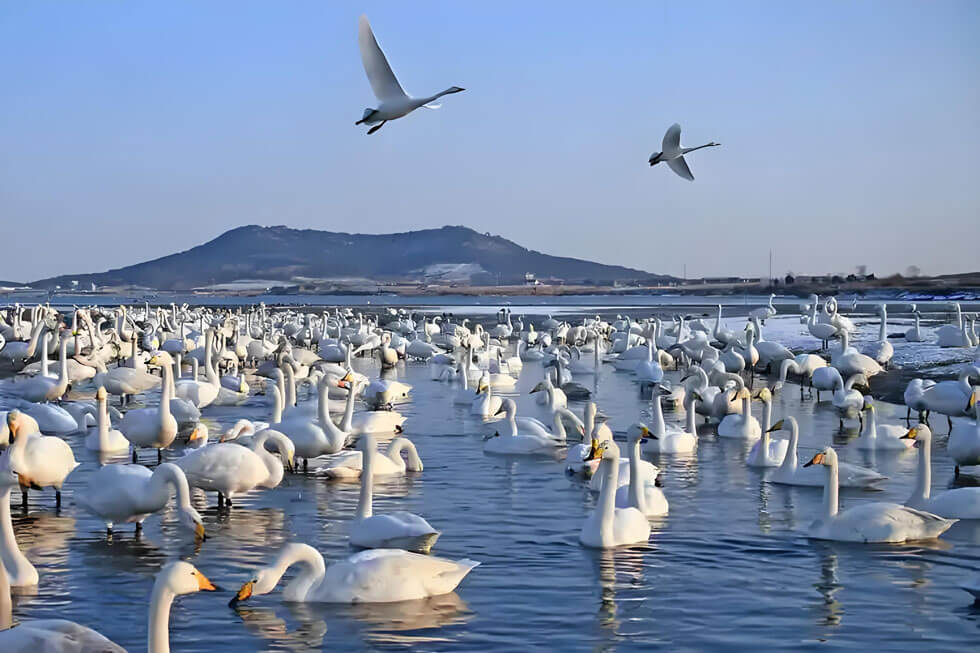 威海小众旅游攻略：探秘90%游客不知的海边秘境-和风乐游农庄(图2)