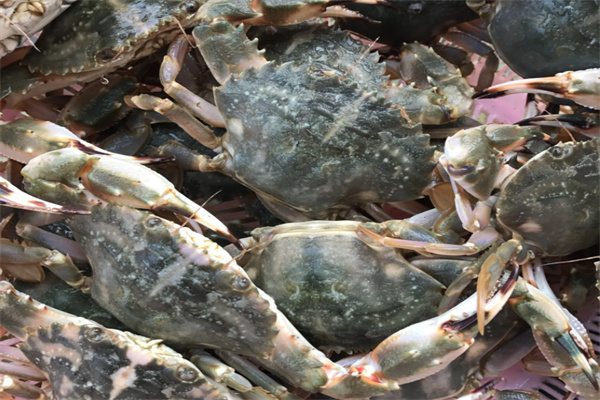 蓬莱赤甲红(图1)