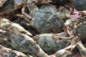 蓬莱赤甲红 - 和风乐游农庄