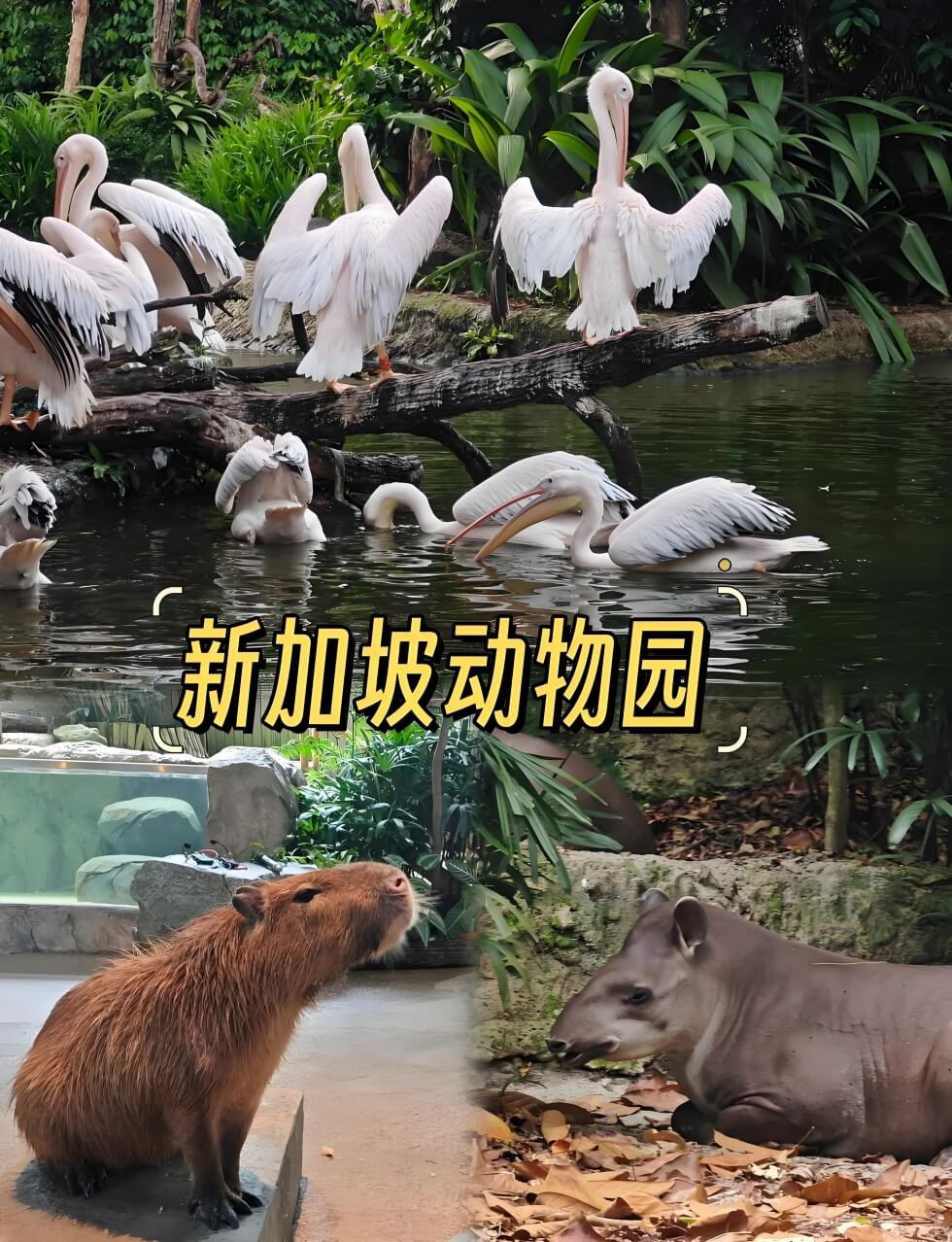 新加坡亲子游4天攻略:5岁宝宝轻松路线避开排队高峰-和风乐游农庄(图2) 新加坡亲子游4天攻略:5岁宝宝轻松路线避开排队高峰-和风乐游农庄(图2)