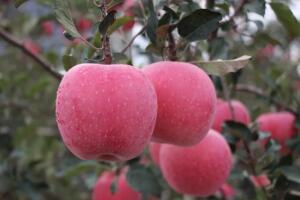 蓬莱苹果 - 和风乐游农庄