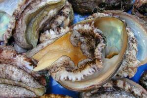 长岛鲍鱼 - 和风乐游农庄