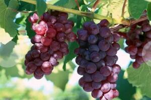 蓬莱葡萄 - 和风乐游农庄