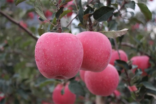 蓬莱苹果(图3)