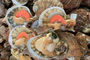 长岛扇贝 - 和风乐游农庄