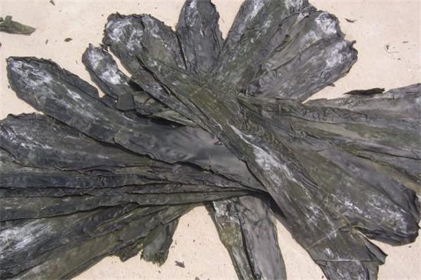 长岛海带(图1) 长岛海带(图1)