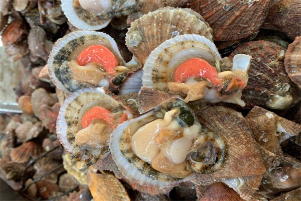 长岛扇贝(图1) 长岛扇贝(图1)