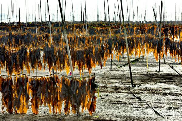 长岛海带(图2) 长岛海带(图2)