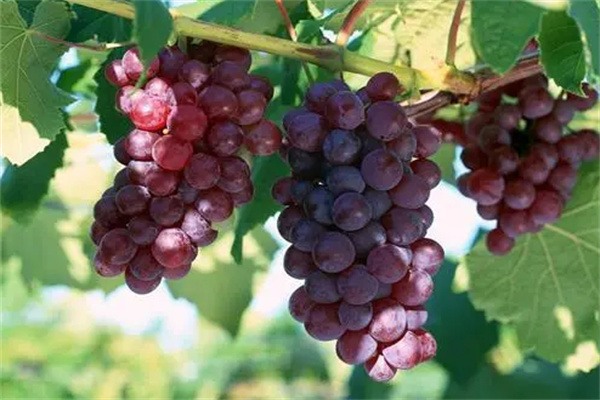 蓬莱葡萄(图2)
