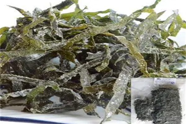 长岛海带(图3) 长岛海带(图3)