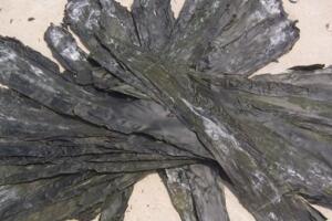 长岛海带 - 和风乐游农庄