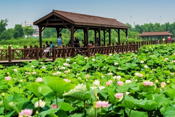 荷塘月色湿地公园(图1)