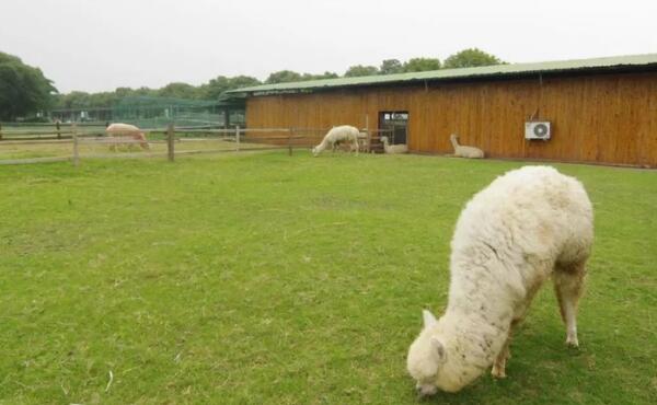 北桥灵峰牧谷农场(图2)