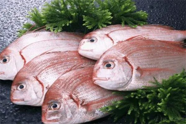 蓬莱加吉鱼(图1)