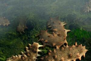 蓬莱海参 - 和风乐游农庄