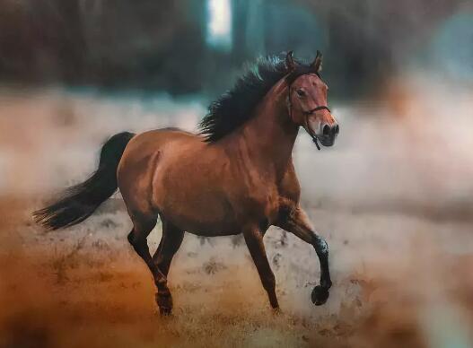 探秘中南百草园自然文化之旅：古罗马竞技场与鹤类保护基地-和风乐游农庄(图2)