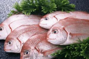 蓬莱加吉鱼 - 和风乐游农庄