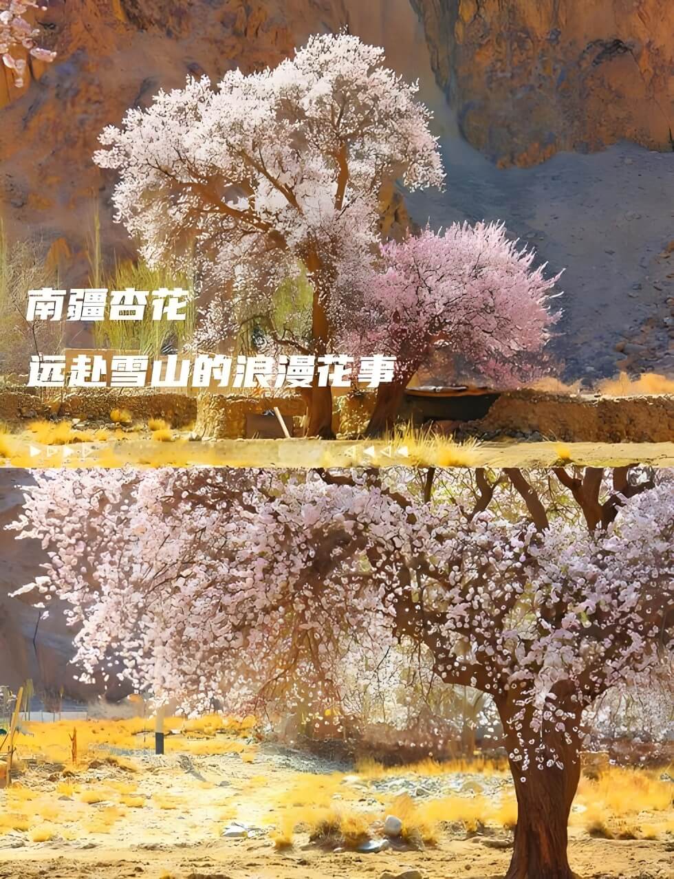 新疆帕米尔高原杏花攻略:塔吉克族春日秘境探秘-和风乐游农庄(图2) 新疆帕米尔高原杏花攻略:塔吉克族春日秘境探秘-和风乐游农庄(图2)