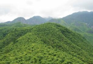 安吉竹海探秘之旅：感受毛竹壮丽风光与自然魅力-和风乐游农庄 - 和风乐游农庄