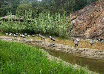 探秘中南百草园自然文化之旅：古罗马竞技场与鹤类保护基地-和风乐游农庄 - 和风乐游农庄