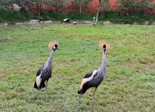 探秘中南百草园自然文化之旅：古罗马竞技场与鹤类保护基地-和风乐游农庄(图4)