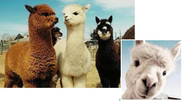 城市白领逃离喧嚣 安吉田园嘉乐比乐园自然体验之旅-和风乐游农庄(图2) 城市白领逃离喧嚣 安吉田园嘉乐比乐园自然体验之旅-和风乐游农庄(图2)