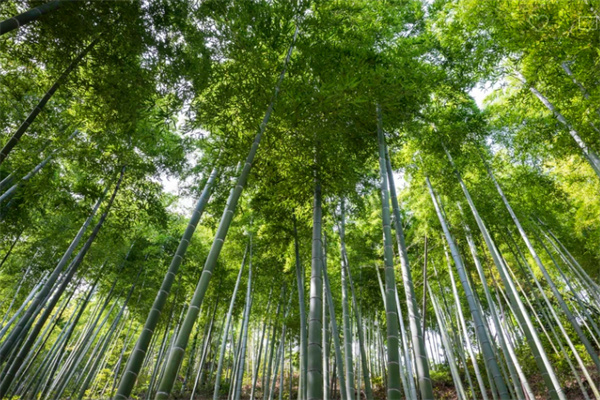 安吉竹海探秘之旅：感受毛竹壮丽风光与自然魅力-和风乐游农庄(图3)