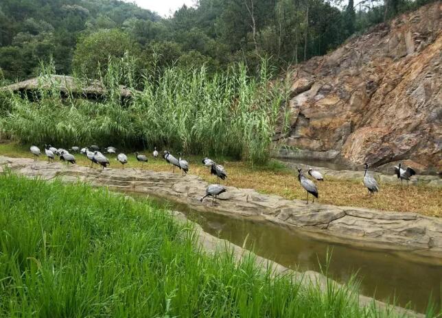 探秘中南百草园自然文化之旅：古罗马竞技场与鹤类保护基地-和风乐游农庄(图3)