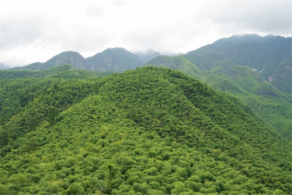 安吉竹海探秘之旅：感受毛竹壮丽风光与自然魅力-和风乐游农庄(图1)