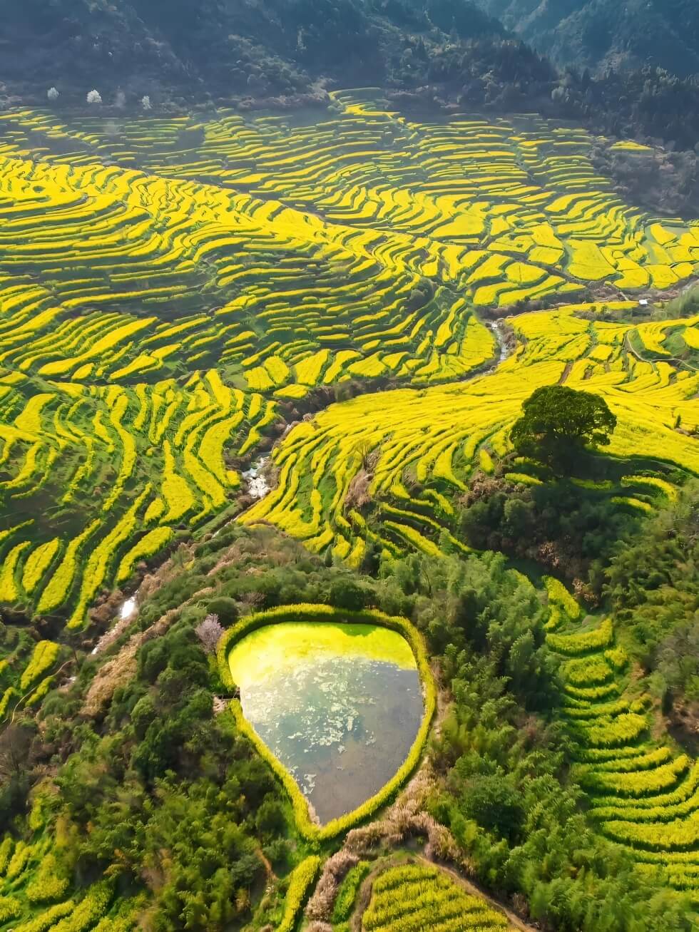 江西婺源篁岭春日油菜花海攻略：梯田花田与徽派古村完美融合-和风乐游农庄(图1)