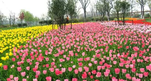 中国花卉植物园(图1)