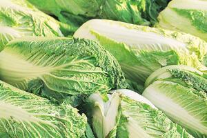 胶州大白菜 - 和风乐游农庄