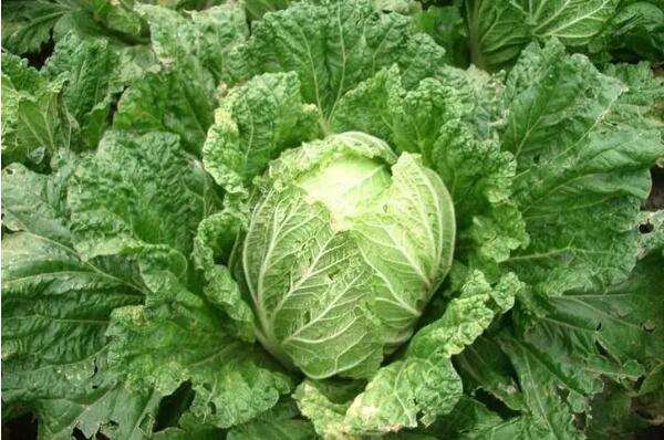 胶州大白菜(图2)