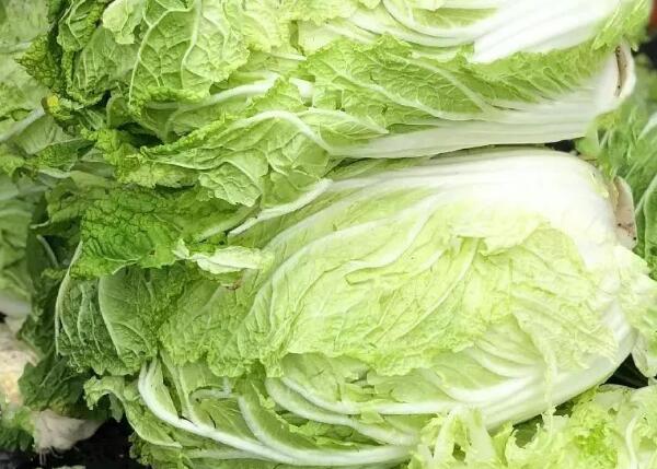 胶州大白菜(图3)