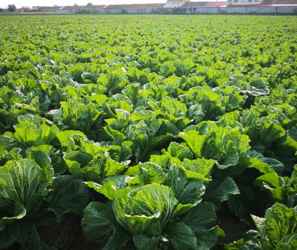 胶州大白菜(图1)