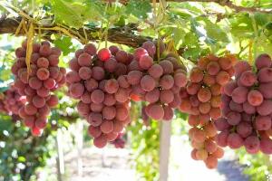 大泽山葡萄 - 和风乐游农庄