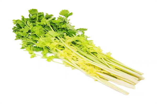 马家沟芹菜(图1) 马家沟芹菜(图1)