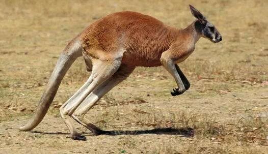 中南百草园动物王国奇妙之旅，多元物种生态体验-和风乐游农庄(图3)