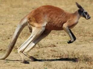 中南百草园动物王国奇妙之旅，多元物种生态体验-和风乐游农庄 - 和风乐游农庄