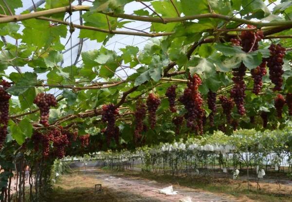 大泽山葡萄(图1) 大泽山葡萄(图1)