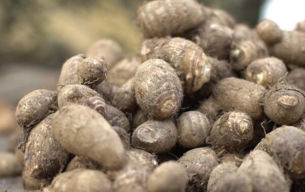 白庙芋头(图1) 白庙芋头(图1)