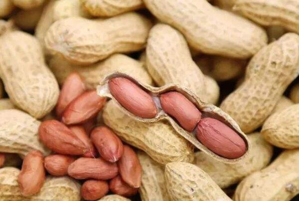 平度大花生(图1) 平度大花生(图1)