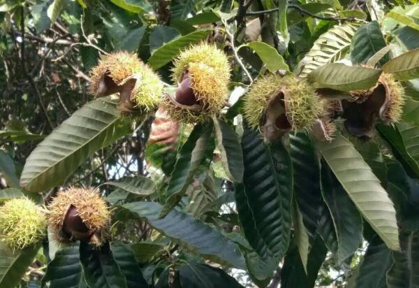 莱西大板栗(图1)