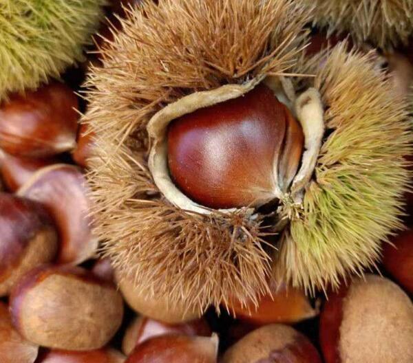 莱西大板栗(图2)